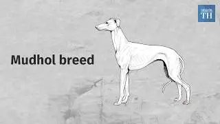 Native dog breed to serve the Indian Army for the first time