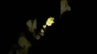 #nature #impossible #photo #flower #song #love #photographing #sunset #sunset #photogram #photograp