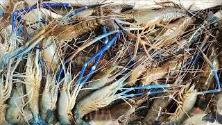 Fishing petualang selama 2 hari 1 malam masak, makan dan tidur di perahu dapat banyak udang besar