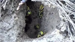 Underground Nest of Ground Wasps (Vespidae, Hymenoptera) at Botanical Garden, Vydubichi Kyiv Ukraine