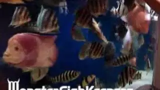 Ultimate Monster 750 Gallon Tank - MonsterFishKeepers.com