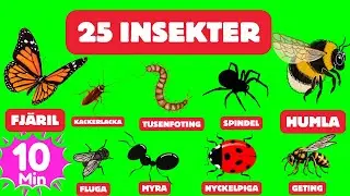 L&auml;r Namn P&aring; Insekter, Sm&aring; Kryp P&aring; Svenska - F&ouml;r Barn 