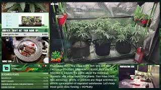 OGPhatty Legal Live Grow: Mom watching! White widow ~ Smart and Safe Act - Proposition 207