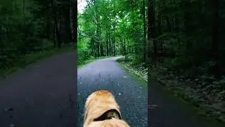 Golden Retriever exploring the nature!! #shortvideo #doglover