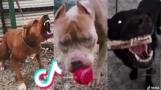 Most Badass Dog Glow Ups - Tiktok Compilation