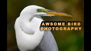 Awsome Bird Photography