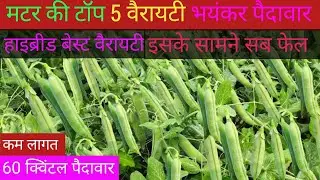 मटर की टॉप 5 हाइब्रिड वैरायटी | hybrid matar ki kheti | hybrid pea seeds | मटर की खेती | मटर 
