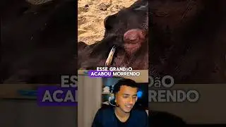 As mortes mais bizarra do reino animal #shorts #react
