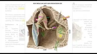 MIDDLE EAR, ossicles, AUDITORY TUBE, CLINICAL ANATOMY, LECTURE  SHMC 2019 ONLINE LEARNING INITIATI