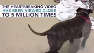 Crying Shelter Dog from Viral Video Gets Adopted, Making Us Cry