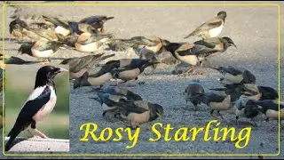 Beautiful group of Rosy Starling birds having their meal || Bird Sightings || Nature videos