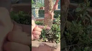 B&aacute;n c&acirc;y lộc vừng hoa trắng thuần chậu thả nước 0977973535