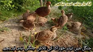 Jungle me teeter or bachay khurak khaty hoy  | teetar chicks | searching food calling female voice