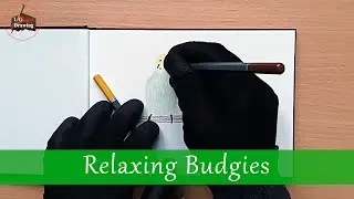 i Glove Drawing - Video 06: Relaxing Budgies (Birds)