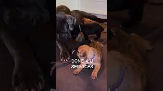Cane Corso Breeding Coach Puppies Available in Georgia