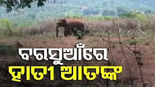 Panic grips locals after elephant enters human settlement in Sundargarh's Koida