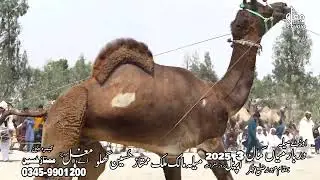 Maila Mian Kamal 2025 Part  2