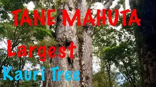 TANE MAHUTA, New Zealand, Largest Kauri Tree #tanemahuta #kauritree