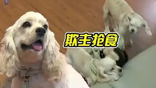 惡犬撕咬5歲小女孩，還被主人寵成老大，訓狗師看了都氣憤