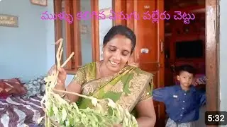 ముళ్ళు కలిగిన ఏనుగు పల్లేరు చెట్టు#scientific name#plants#bushes#flowers#Thorns#leaves#comedy#funny
