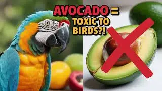Avocado Toxicity Exposed Why This Superfood Could Kill Your Pet Bird!
