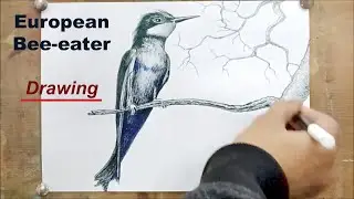 How to draw European Bee-eater bird step by step for beginners