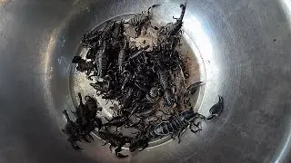 Unexpected Scorpion Discovery! Watch Until the End!