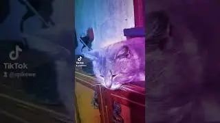 3 Cats Steel Soul