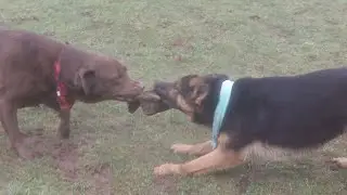 Laurel & Hardy AKA as Labrador Buddy & GSD Tinkerbell.