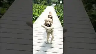 #FunnyDog #DogDance #DogShorts #FunnyAnimals #ViralShorts #ComedyPets
