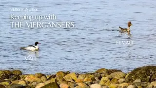 Merganser Mania | Sunshine Coast, BC, Canada