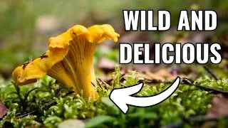 How to Find and Cook Delicious Chanterelles in the Wild