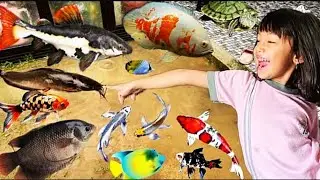 Backyard Flooded with Amazon Catfish, Oscar Fish, Koi Slayer Fish & Red Devil Fish