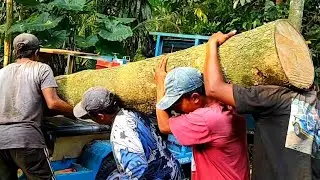 Apa jadinya kalau kayu Segede ini langsung di gesek tanpa di belah dulu
