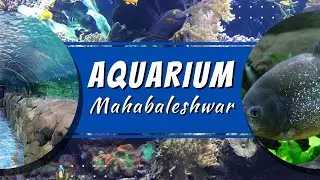 Biggest Aquarium Gallery Of Maharashtra | Star aquarium mahabaleshwar
