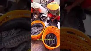 CHANNA ARGUS SPESIES INVASIF