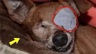 She was rescued by taking her from the shelter, but BAD THING happen!