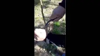 Les P&eacute;pini&egrave;res de Violaine - Vid&eacute;o de greffage d'arbres fruitiers 1/3