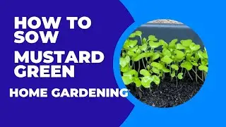 How To SOW Mustard seed: growing plants at HOME in a SMALL TERRACE GARDEN