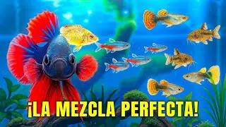 Los 5 Mejores PECES para tu Acuarios COMUNITARIOS