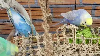 budgie sounds for lonely birds to make them happy
