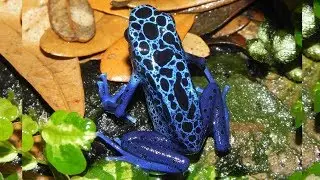 The Beauty Of The Blue Animals 💙