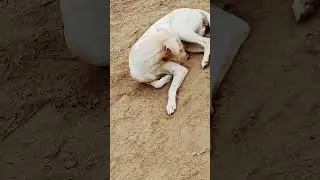 Dog 🐕 sad 😭 problem 💔 hungry 😭 problem with hard 💔😔 respect for animals dogs 🐶#shortsfeed#shortsfeed