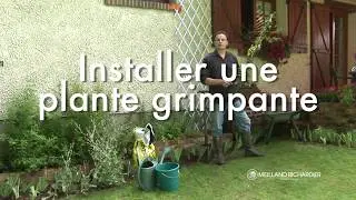 Installer une plante grimpante — Meilland Richardier