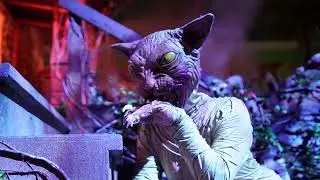 The Cat Lady of Crooked Lane Scare Zone #11 (HHN 34 Orlando)
