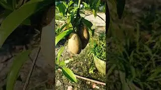 Sapota long