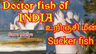 Doctor fish of India ll Garra Mullya ll Garra Gatyla ll Fresh water fishes ll Sucker fish ll