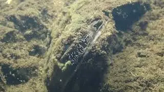 Freshwater Mussel (Kakahi) Filtering