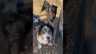 Two best friends #Aussie #aussielove #Short #Shorts #Song#australianshepherd