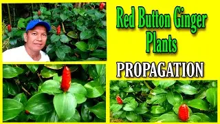 How to propagate Red button ginger plants from flowers / Paano magpatubo ng red ginger button plants
